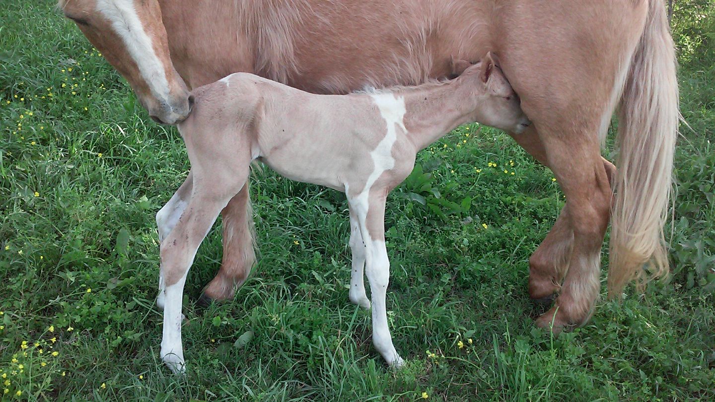 Moon Valley Paint Horses - Coloured Stallion